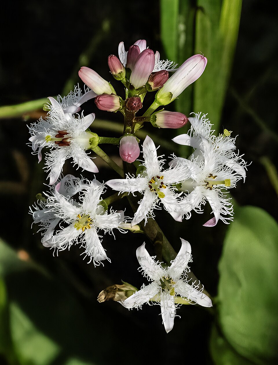 Menyanthes palustris (Bog grass) — photo