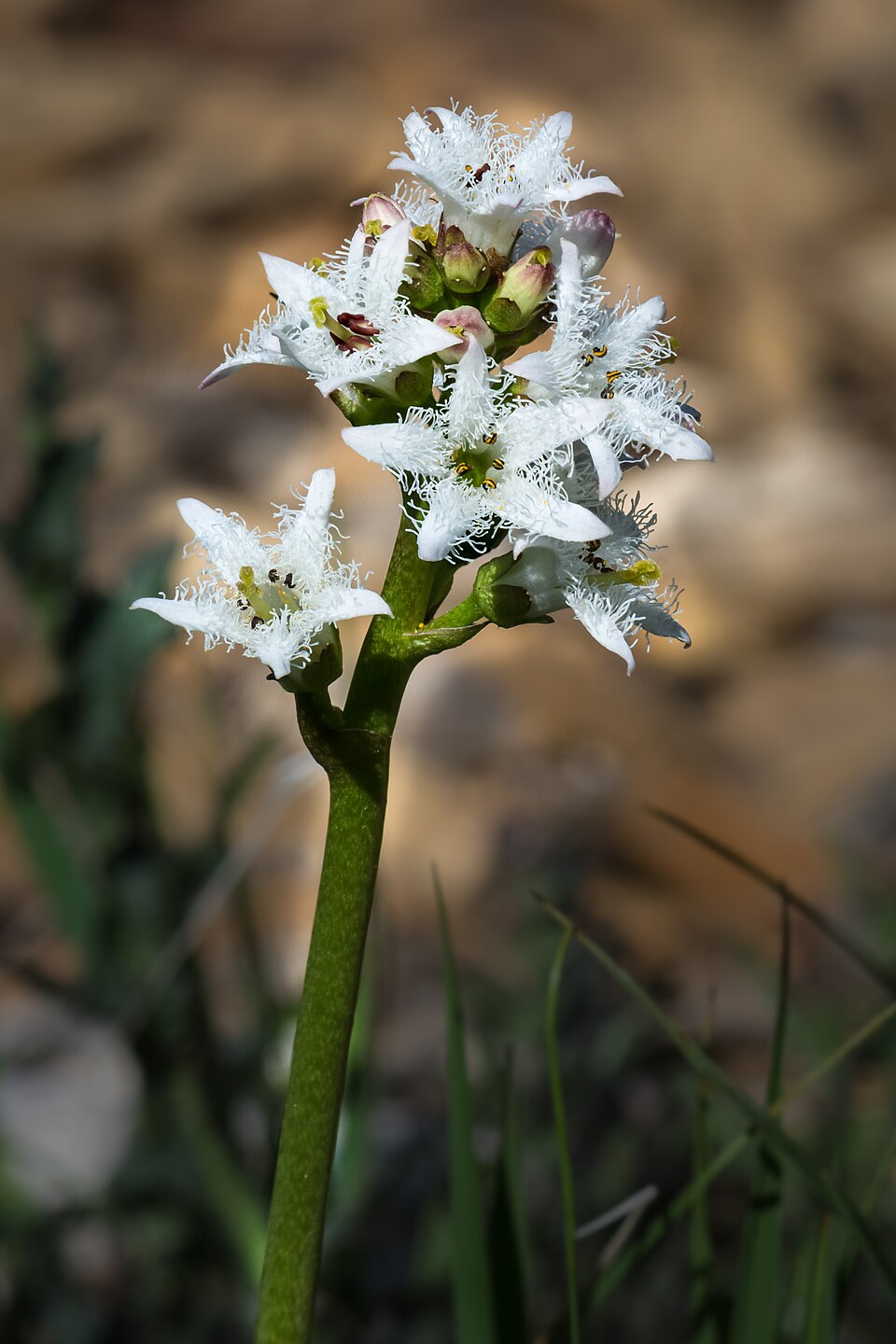 Menyanthes palustris