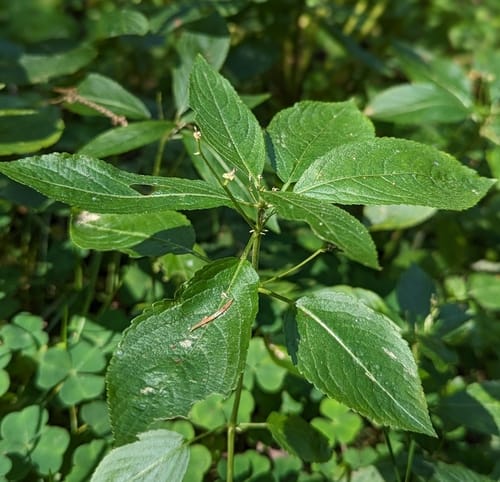 Mercurialis perennis (Lazna resulja) — photo