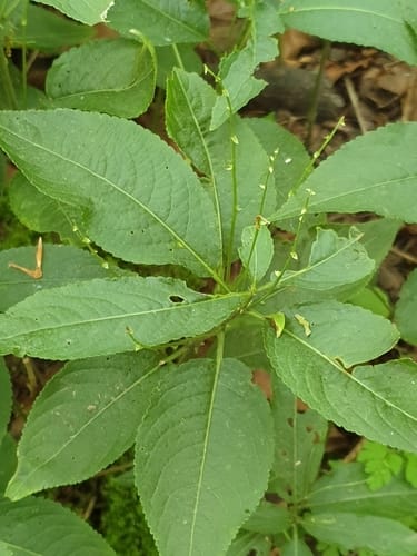 Mercurialis perennis (Lazna resulja) — photo