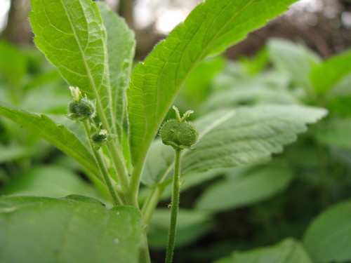 Mercurialis perennis