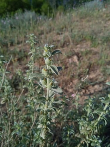 Mercurialis tomentosa (Hairy Mercury) — photo