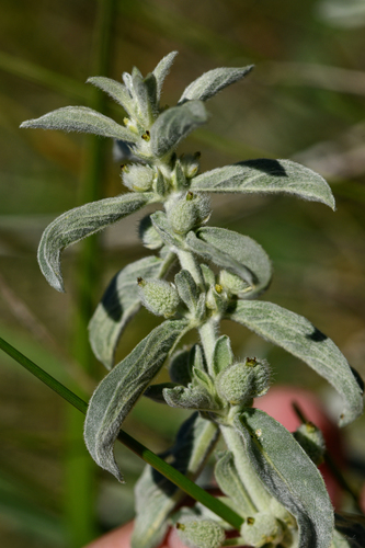 Mercurialis tomentosa