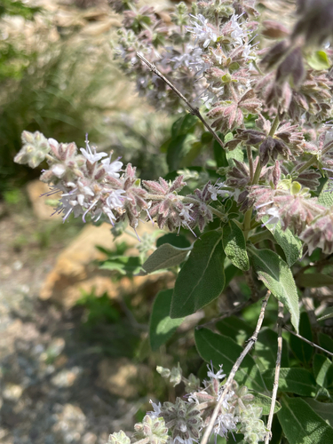 Meriandra dianthera (Bengal sage) — photo