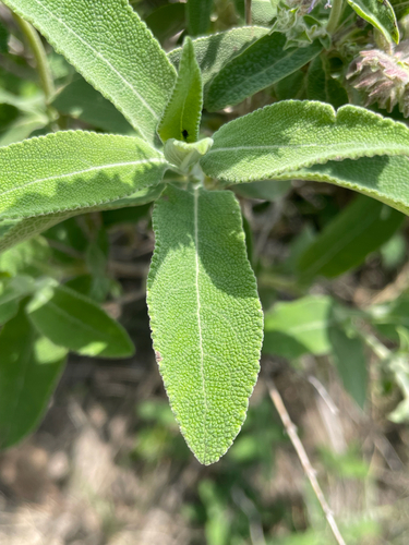 Meriandra dianthera (Bengal sage) — photo
