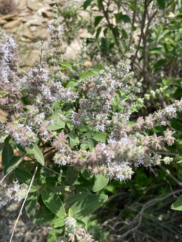 Meriandra dianthera