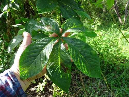 Merremia aegyptia