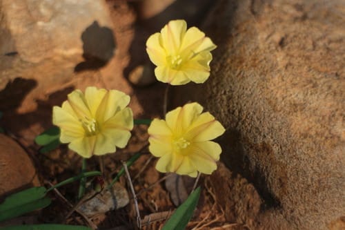 Merremia hirta — photo
