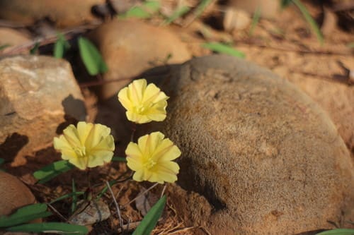 Merremia hirta — photo