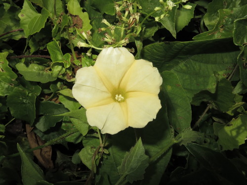 Merremia hirta