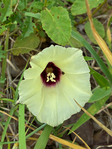 Merremia kentrocaulos (Rough-stemmed morning glory) — photo