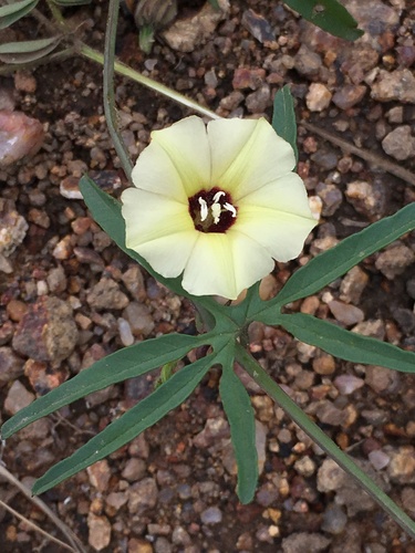 Merremia palmata (Morning-glory) — photo