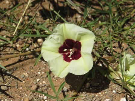 Merremia palmata (Morning-glory) — photo