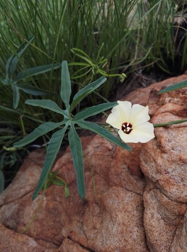 Merremia palmata