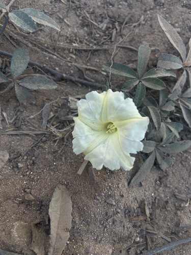 Merremia quinquefolia (Rock rosemary) — photo