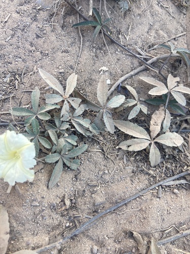 Merremia quinquefolia (Rock rosemary) — photo