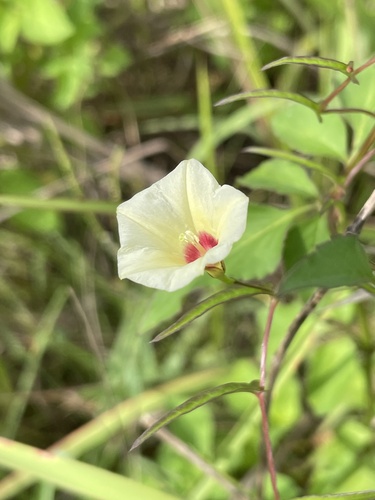 Merremia tridentata — photo