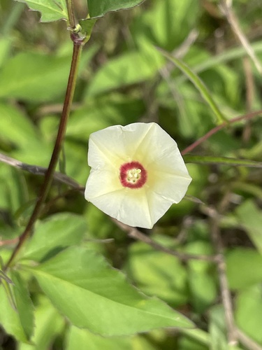 Merremia tridentata — photo