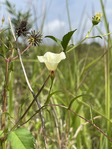 Merremia tridentata
