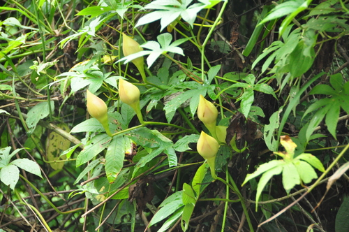 Merremia tuberosa (Wood rose) — photo