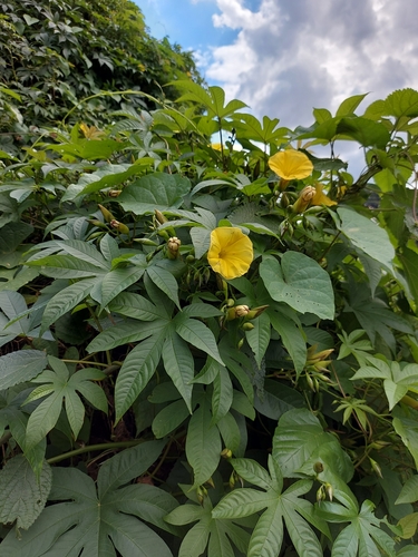 Merremia tuberosa (Wood rose) — photo