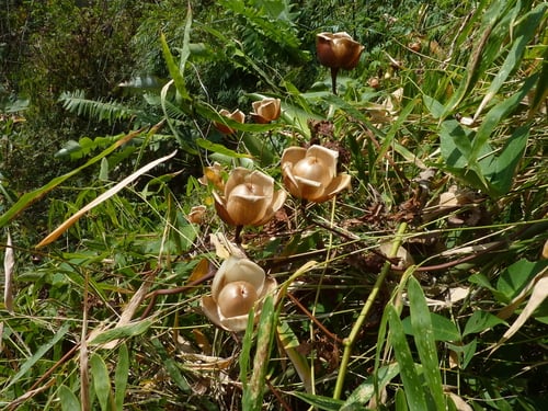 Merremia tuberosa