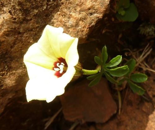 Merremia verecunda — photo
