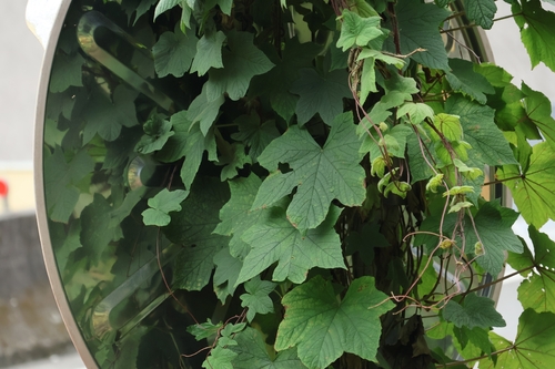 Merremia vitifolia — photo
