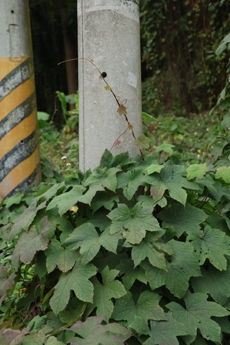 Merremia vitifolia — photo