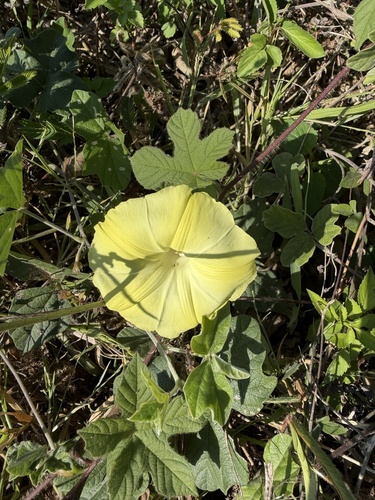 Merremia vitifolia