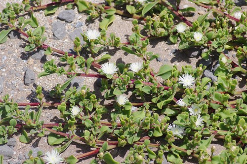 Mesembryanthemum aitonis (Marygold) — photo