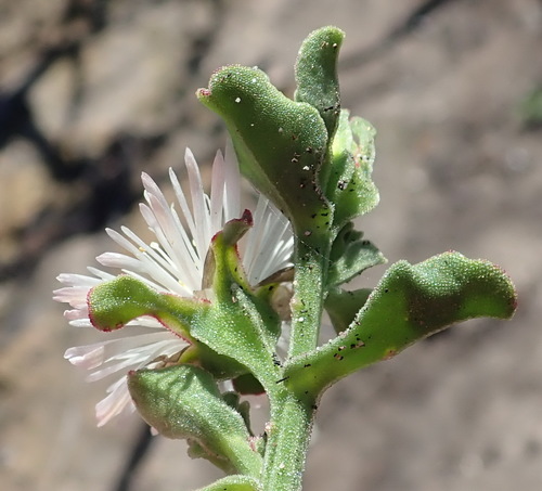 Mesembryanthemum aitonis (Marygold) — photo