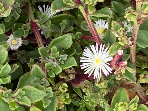 Mesembryanthemum aitonis