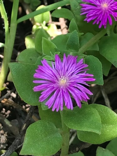Mesembryanthemum cordifolium