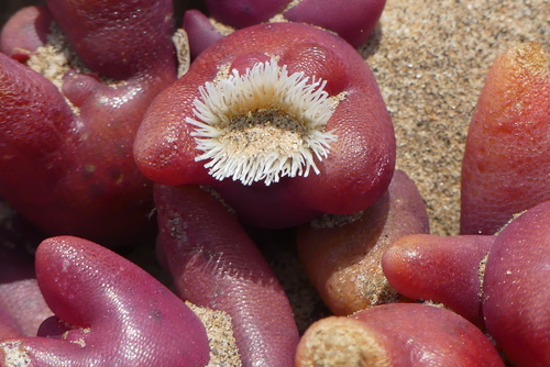 Mesembryanthemum cryptanthum — photo