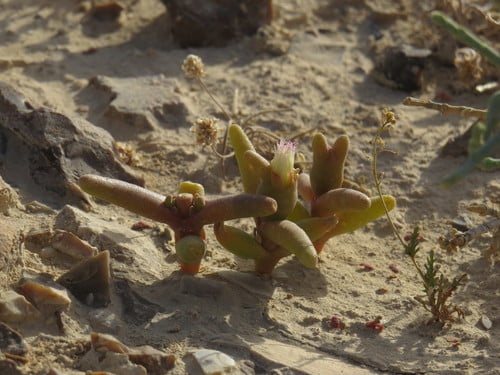 Mesembryanthemum cryptanthum