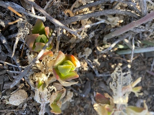Mesembryanthemum emarcidum — photo