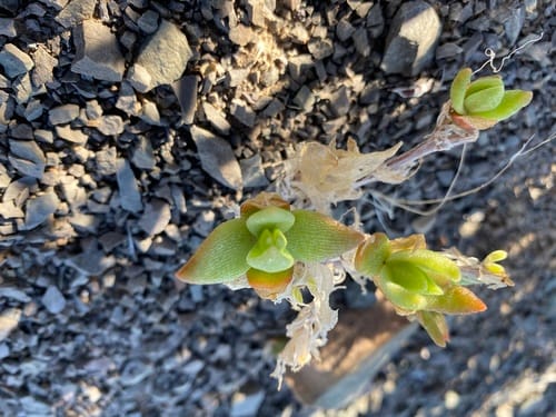 Mesembryanthemum emarcidum — photo
