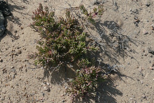 Mesembryanthemum kuntzei — photo