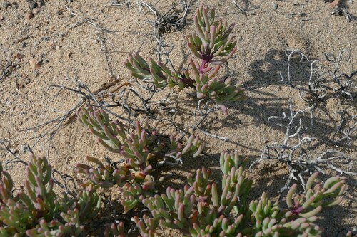 Mesembryanthemum kuntzei — photo