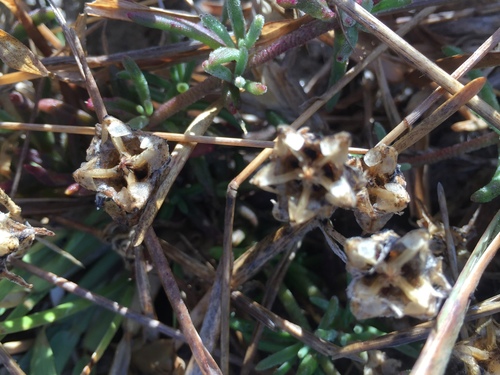 Mesembryanthemum nodiflorum — photo