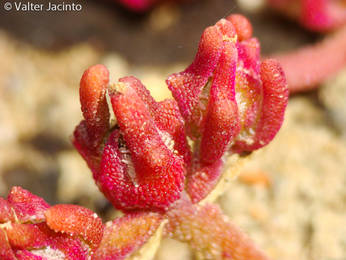 Mesembryanthemum nodiflorum — photo