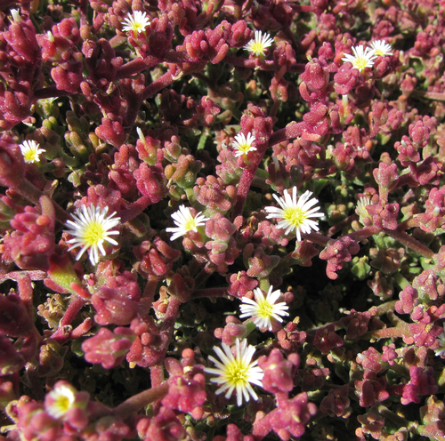 Mesembryanthemum nodiflorum