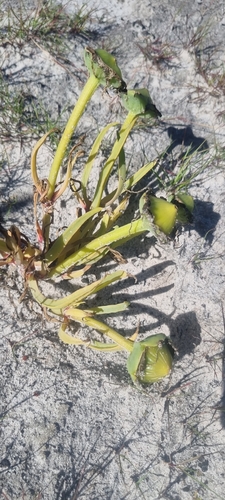 Mesembryanthemum pugioniforme — photo