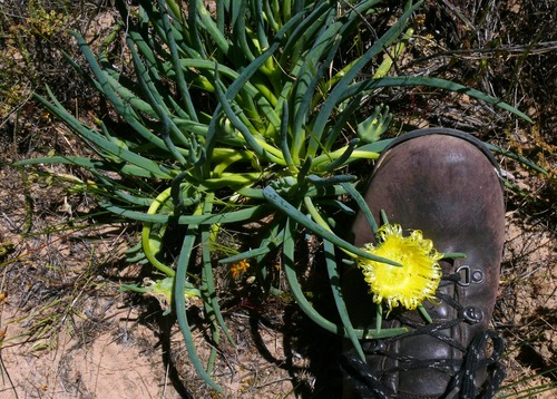 Mesembryanthemum pugioniforme — photo