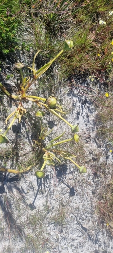 Mesembryanthemum pugioniforme
