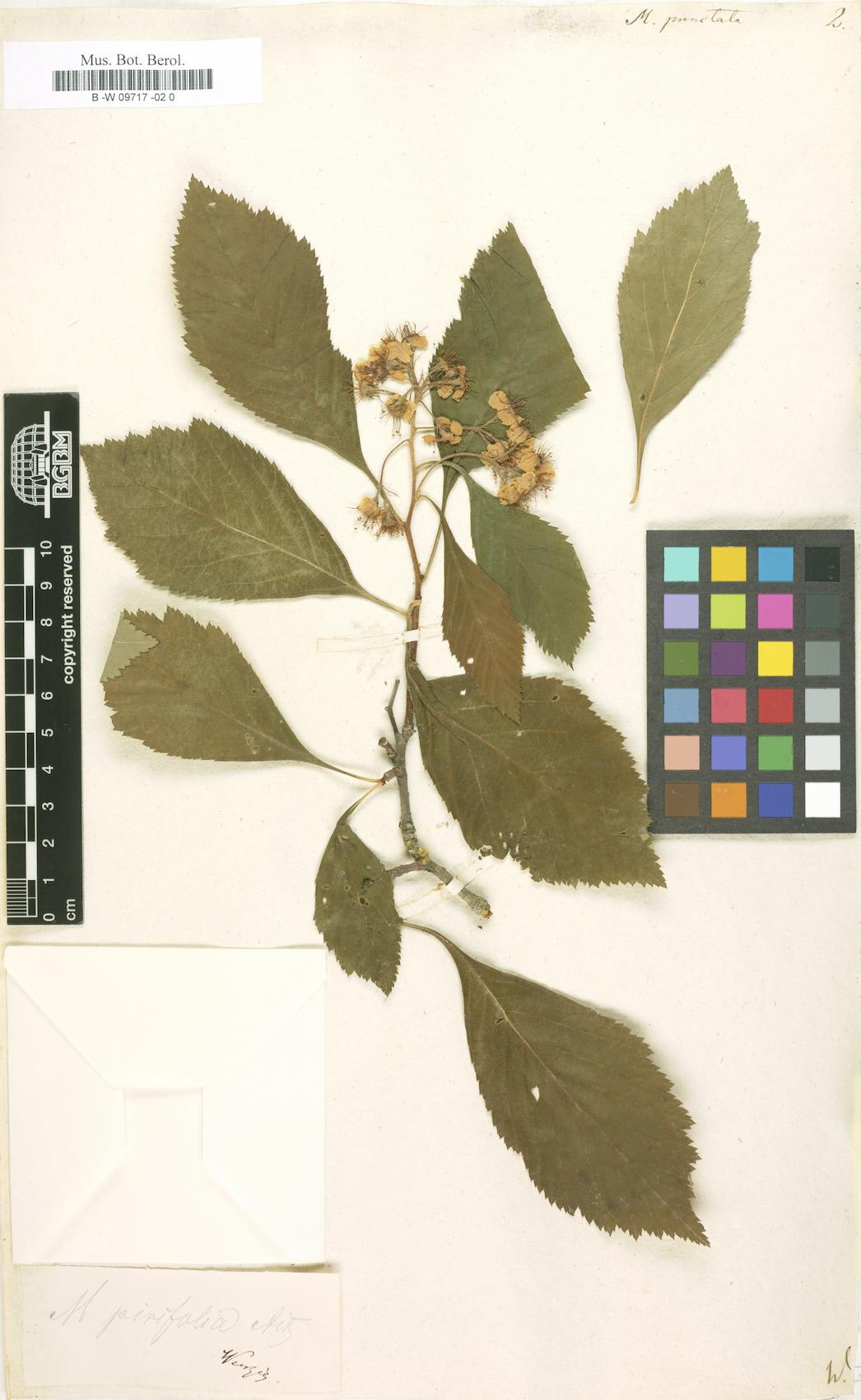 Mespilus punctata (Dotted hawthorn) — photo