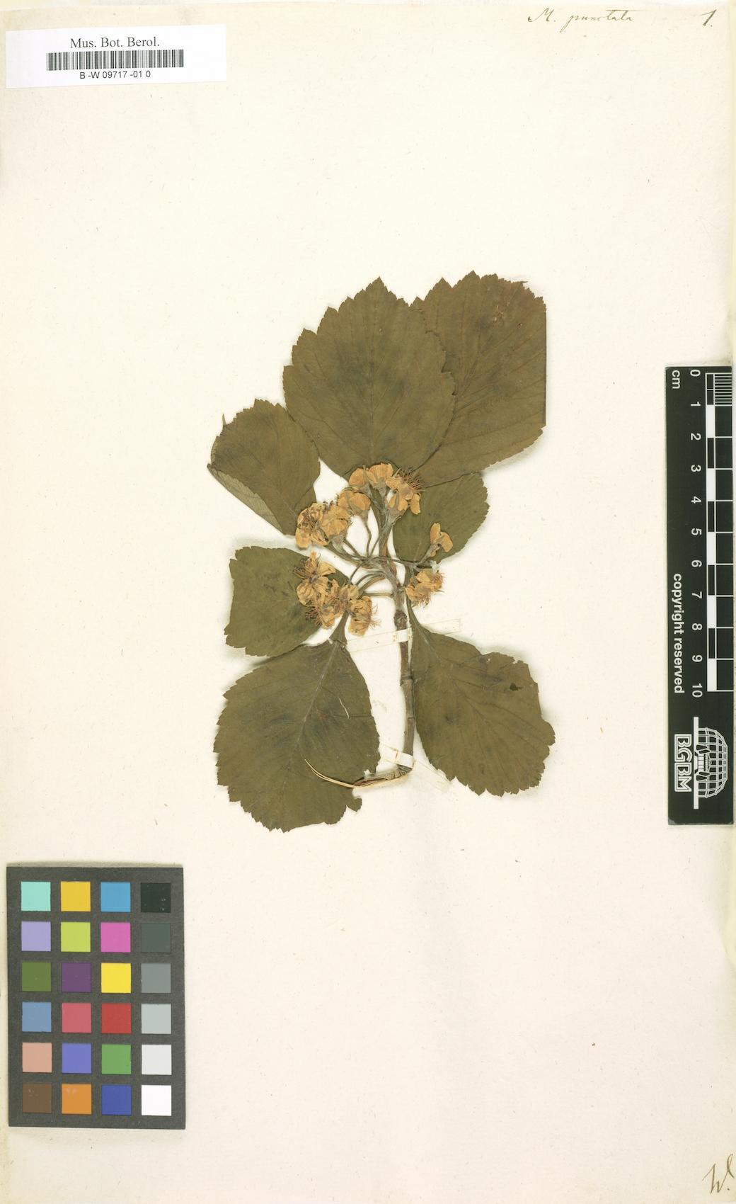 Mespilus punctata