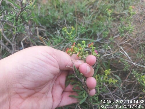 Mestoklema tuberosum (Donkey fig) — photo