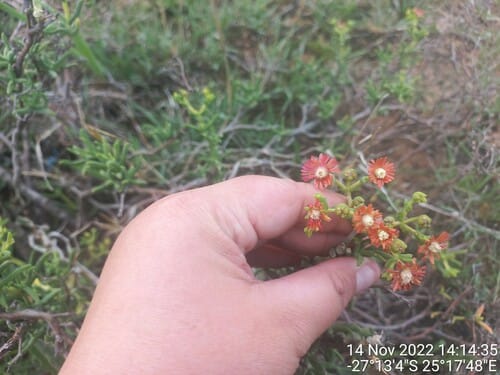 Mestoklema tuberosum (Donkey fig) — photo